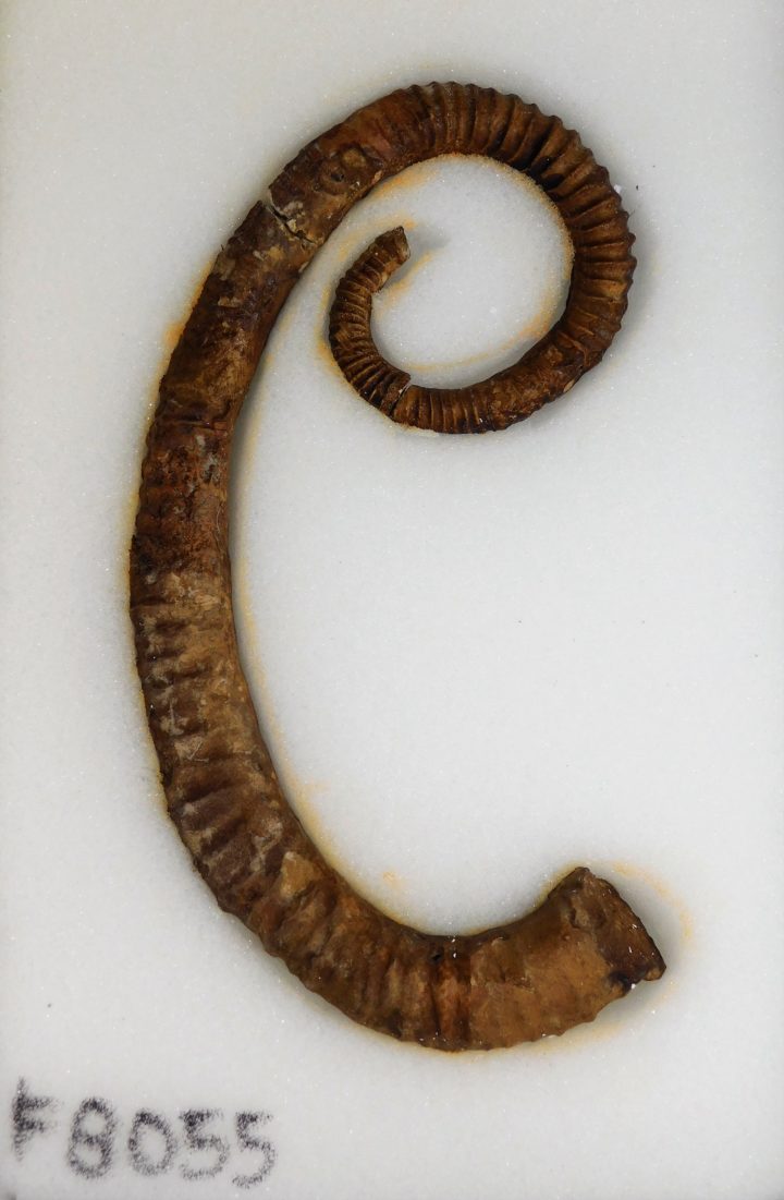 Spiroceras orbignyi