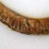 Spiroceras orbignyi - Image 4