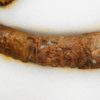 Spiroceras orbignyi - Image 5