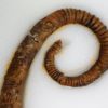 Spiroceras orbignyi - Image 6