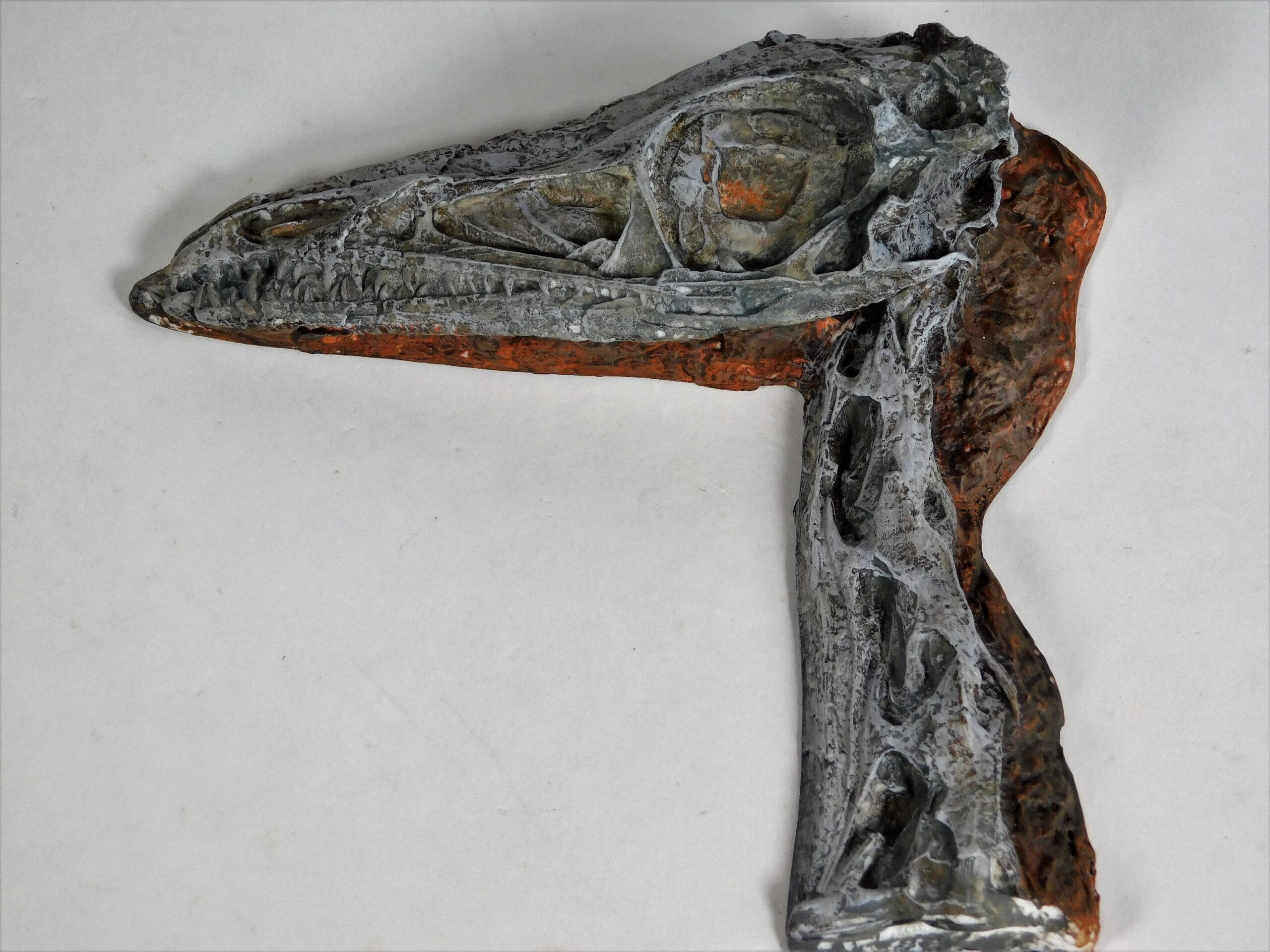 Coelophysis bauri - Image 2