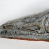 Coelophysis bauri - Image 3