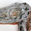 Coelophysis bauri - Image 4