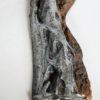 Coelophysis bauri - Image 5