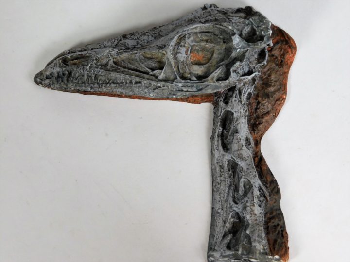 Coelophysis bauri