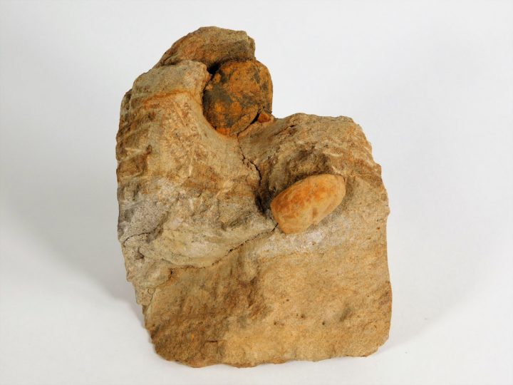 Periaster sp.