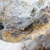 Periaster sp. - Image 8