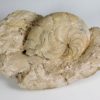 Eocene nautiloid - Aturia aturi - Image 3