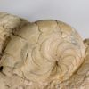 Eocene nautiloid - Aturia aturi - Image 4