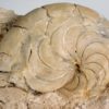 Eocene nautiloid &#8211; Aturia aturi, The Natural Canvas