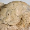 Eocene nautiloid - Aturia aturi - Image 5