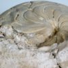 Eocene nautiloid - Aturia aturi - Image 6