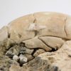Eocene nautiloid - Aturia aturi - Image 8