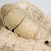 Eocene nautiloid - Aturia aturi - Image 2