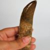 Carcharodontosaurus saharicus - Image 3