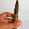 Carcharodontosaurus saharicus - Image 4