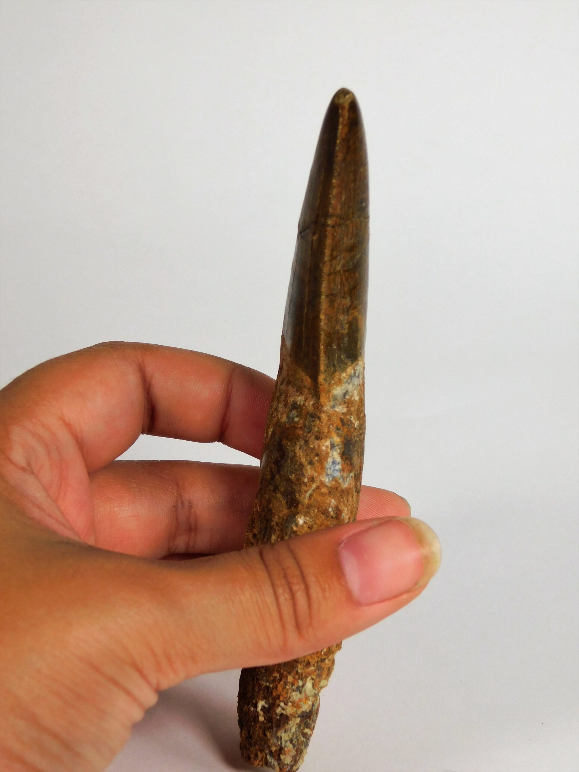 Carcharodontosaurus saharicus - Image 4