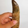 Carcharodontosaurus saharicus - Image 5