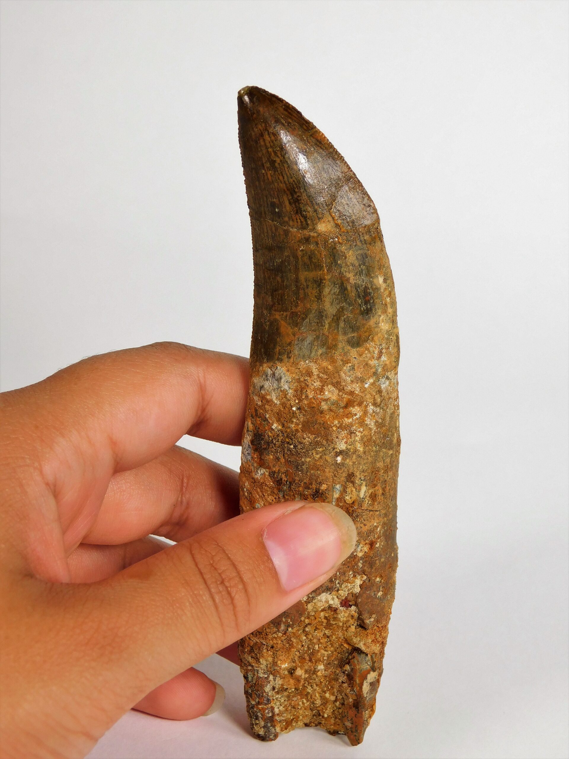 Carcharodontosaurus saharicus - Image 5