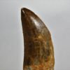 Carcharodontosaurus saharicus - Image 2
