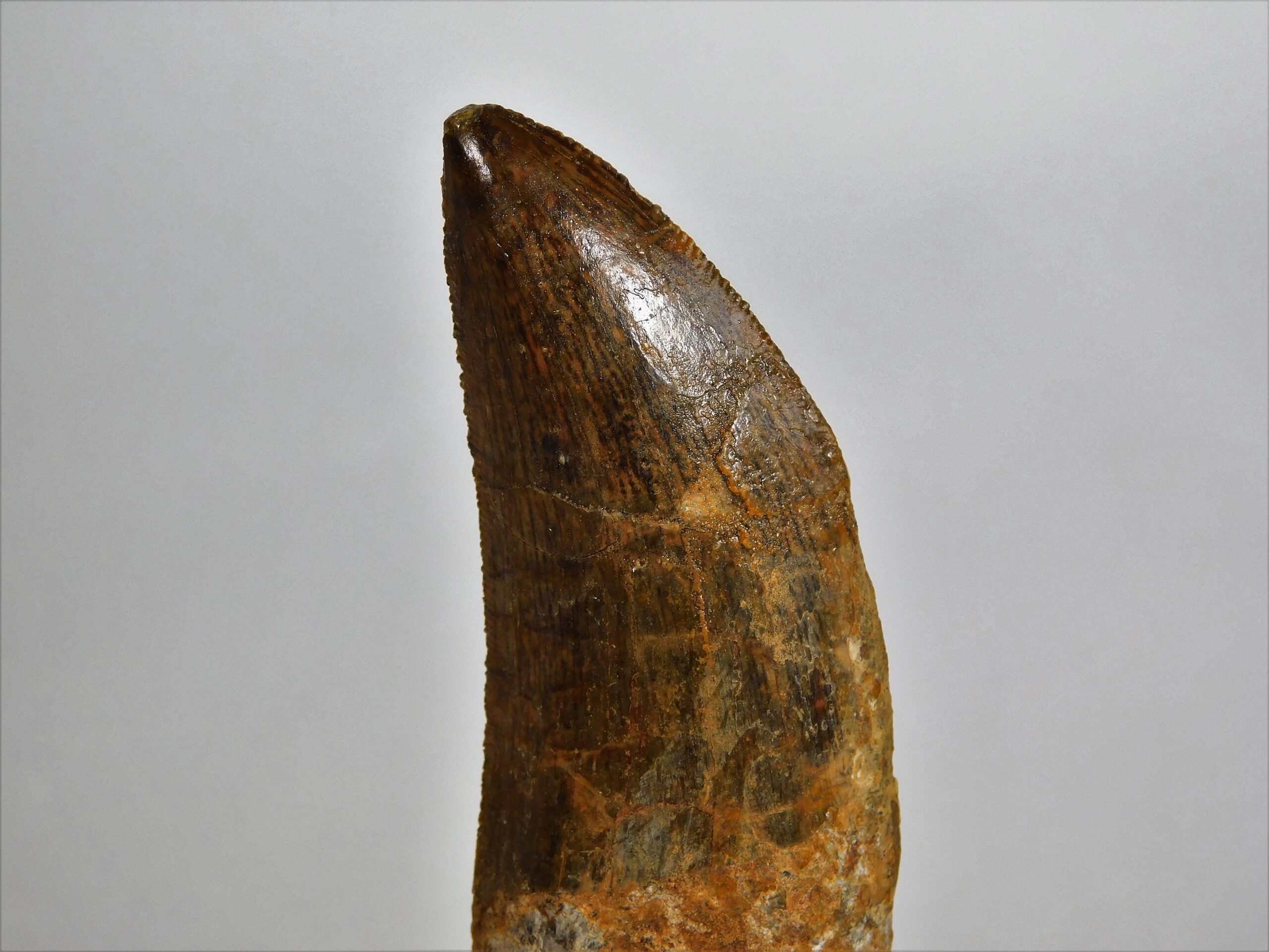 Carcharodontosaurus saharicus - Image 2