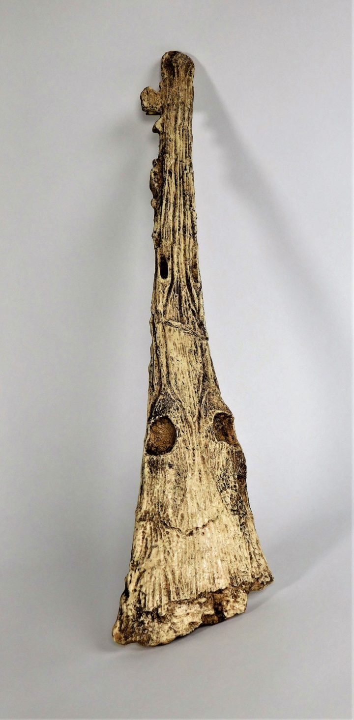 Rhadalognathus sp.
