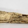 Rhadalognathus sp. - Image 5