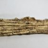 Rhadalognathus sp. - Image 6