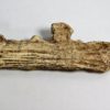 Rhadalognathus sp. - Image 7