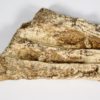 Rhadalognathus sp. - Image 8