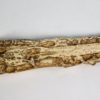 Rhadalognathus sp. - Image 10
