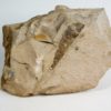 Orthoceras choctawense - Image 3