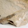Orthoceras choctawense - Image 4