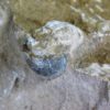 Orthoceras choctawense - Image 5