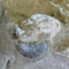 Orthoceras choctawense - Image 6