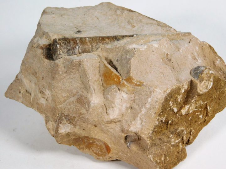 Orthoceras choctawense