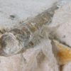 Orthoceras choctawense - Image 2