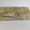 Orthoceras sp. - Image 3