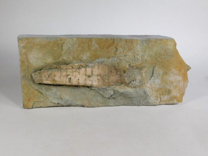 Orthoceras sp.