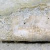 Orthoceras sp. - Image 6