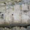 Orthoceras sp. - Image 7