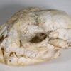 Cat skull - Image 3