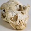 Cat skull - Image 4