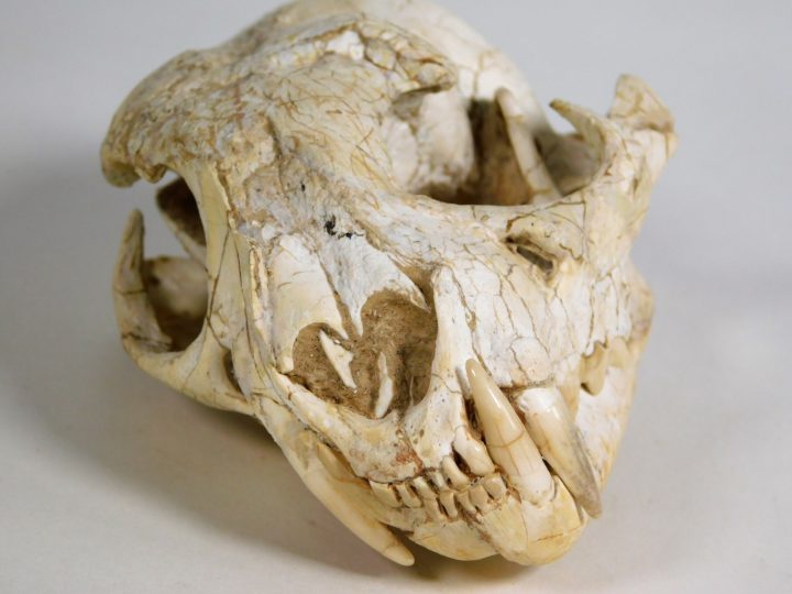Cat skull