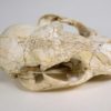 Cat skull - Image 5
