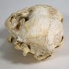 Cat skull, The Natural Canvas