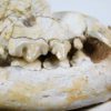 Cat skull - Image 8