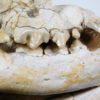 Cat skull - Image 9