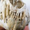 Cat skull - Image 10