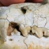 Cat skull - Image 11